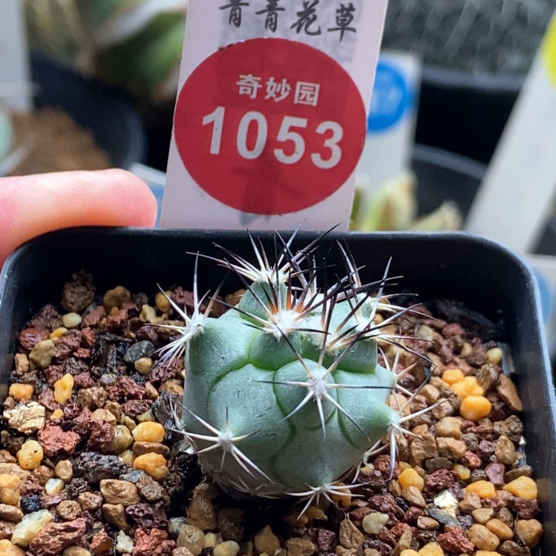 实生黑枪玉2.3cm