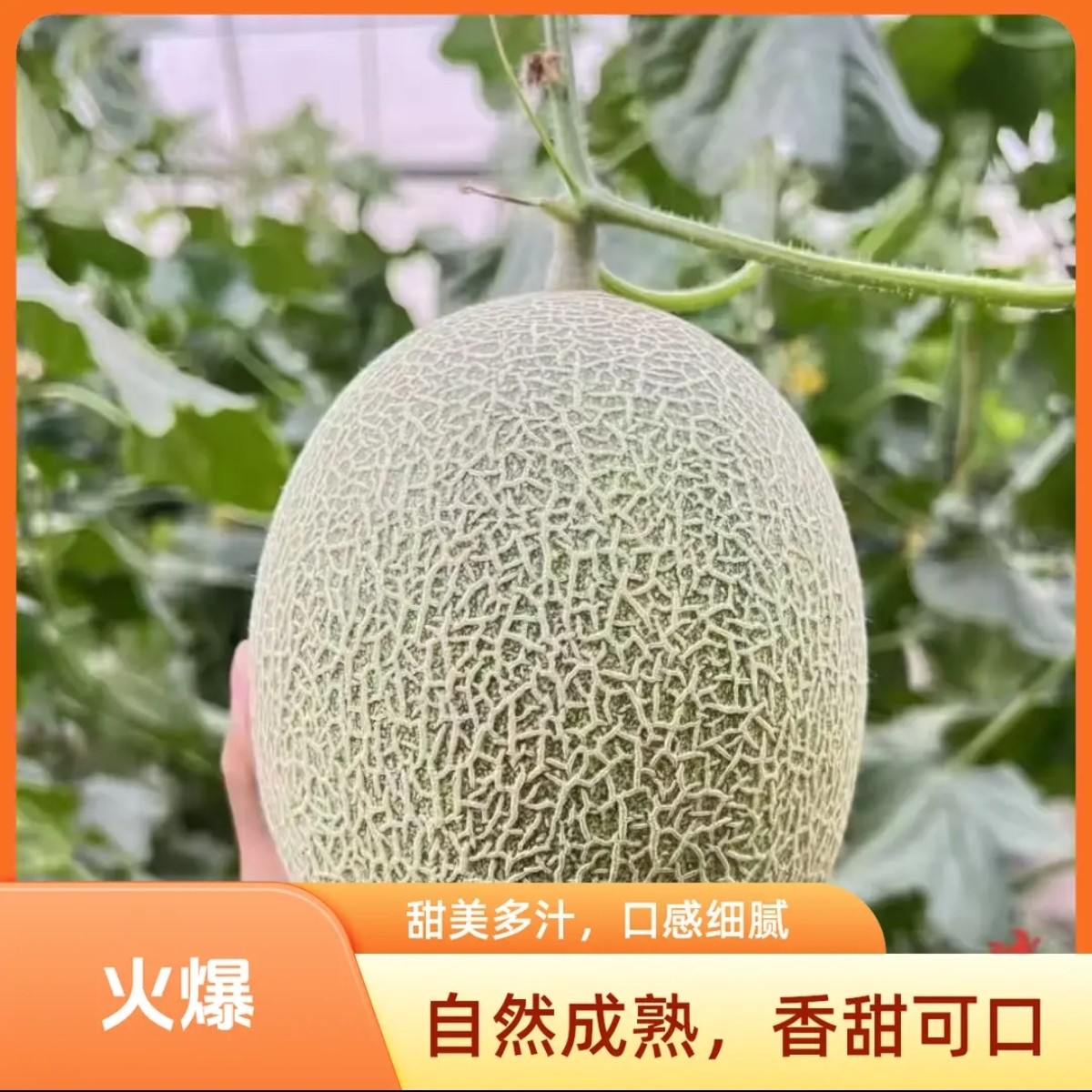 新疆哈密瓜新疆直发皮薄肉厚脆甜多汁