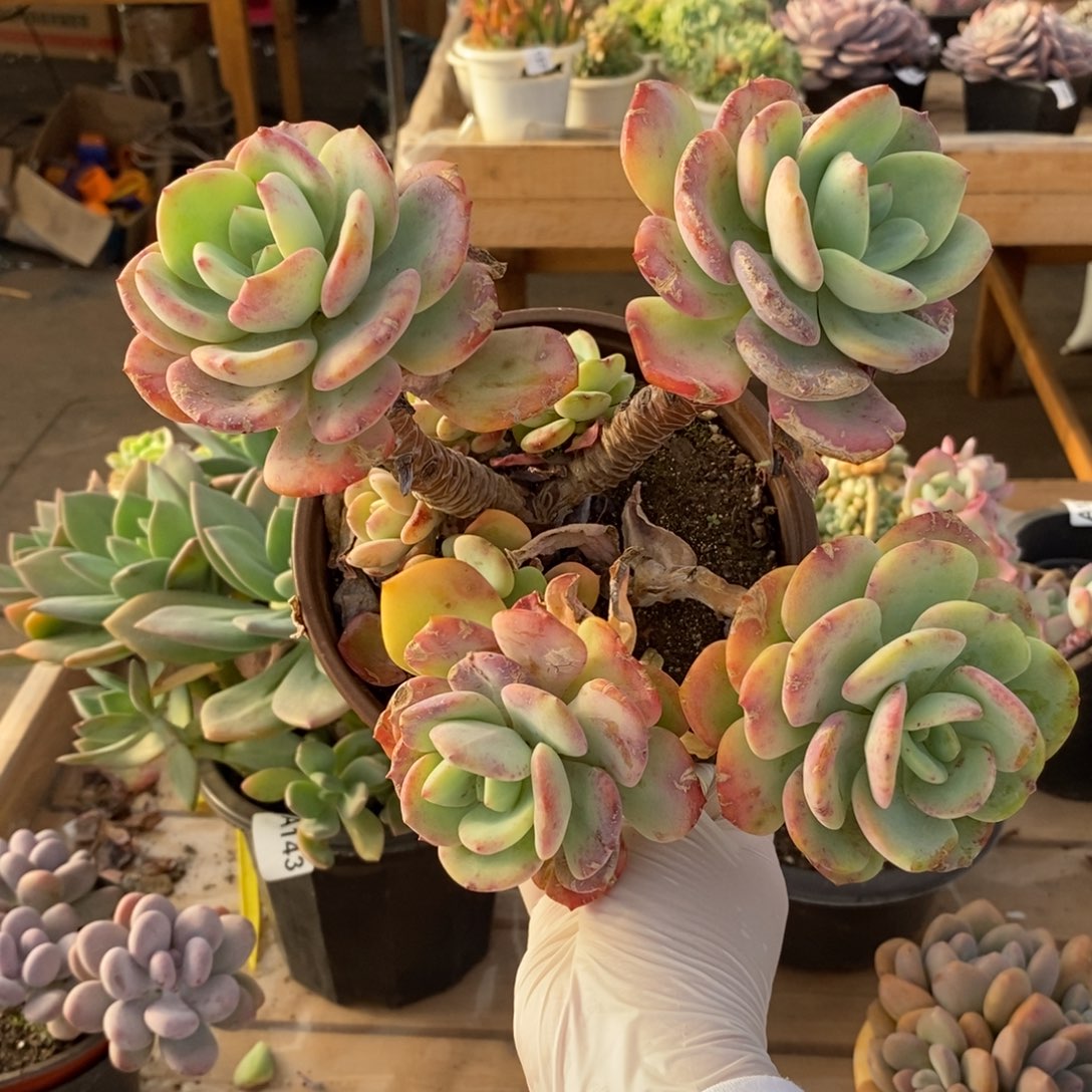 773白月光一物一拍