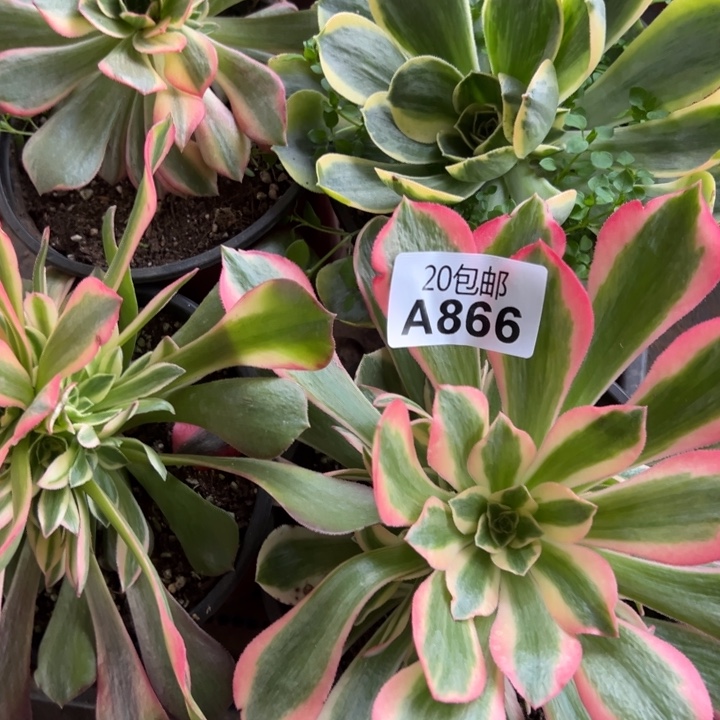 多肉植物866不售后