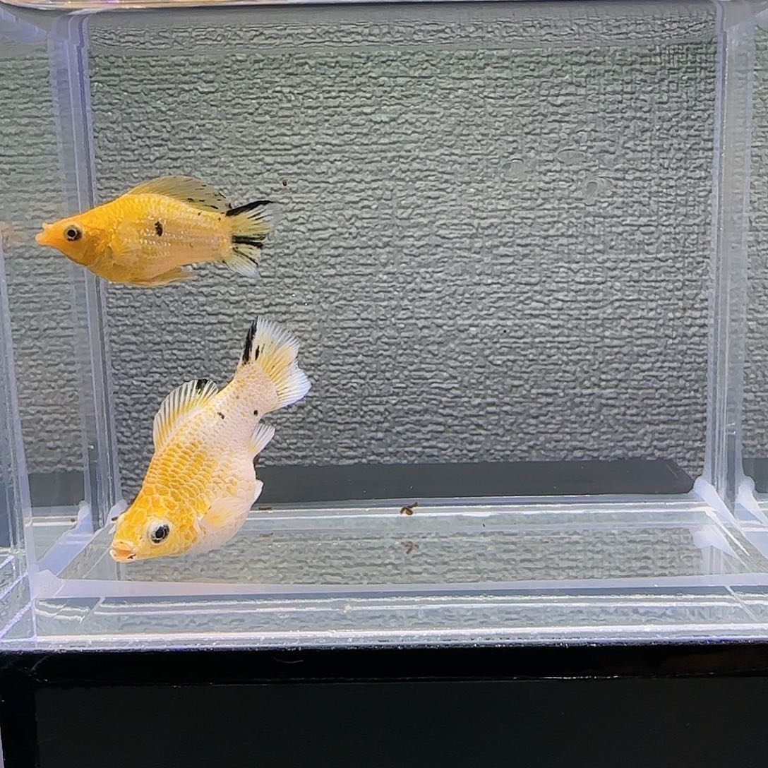 孔雀鱼皮卡丘玛丽