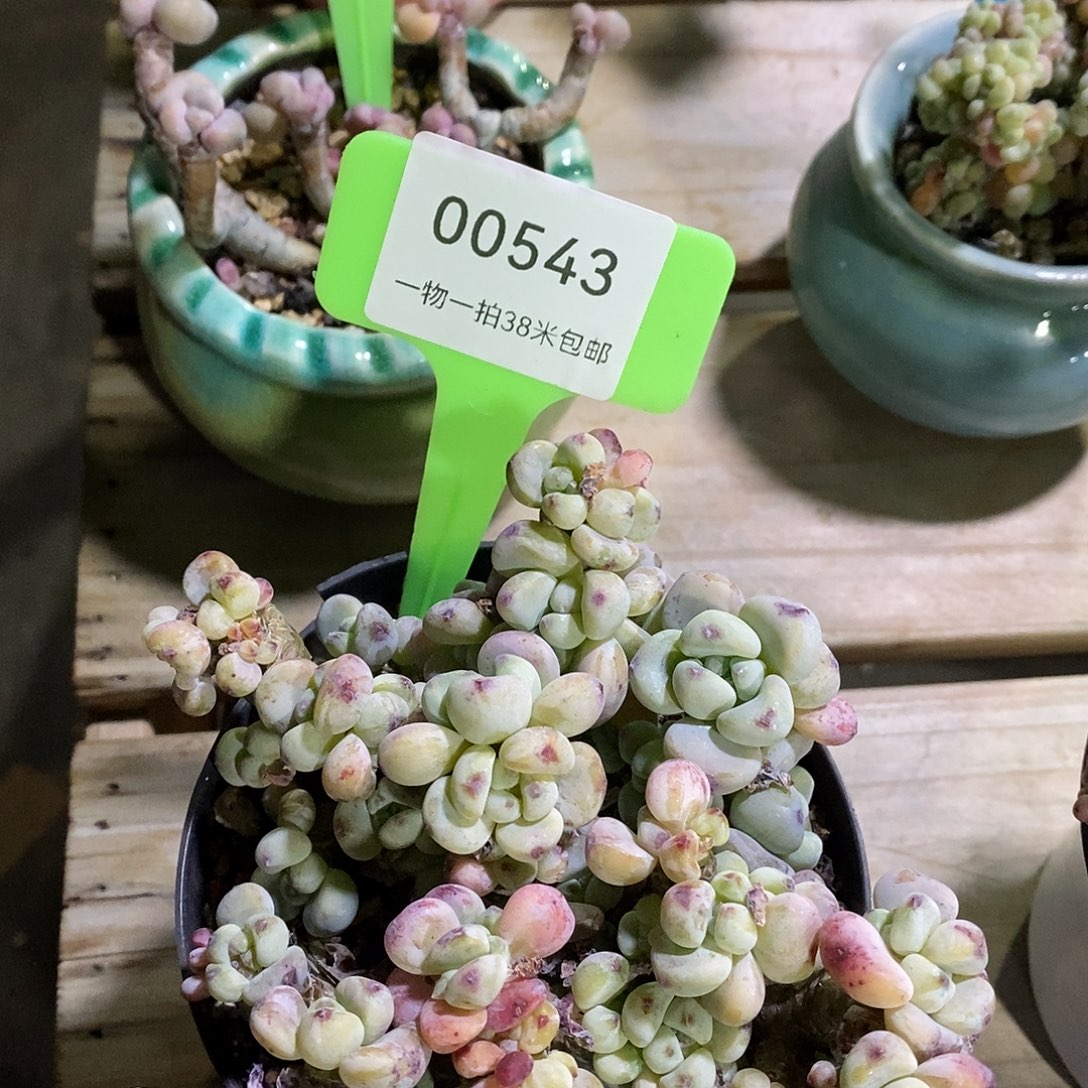 00543号咯组啊KTV咯组