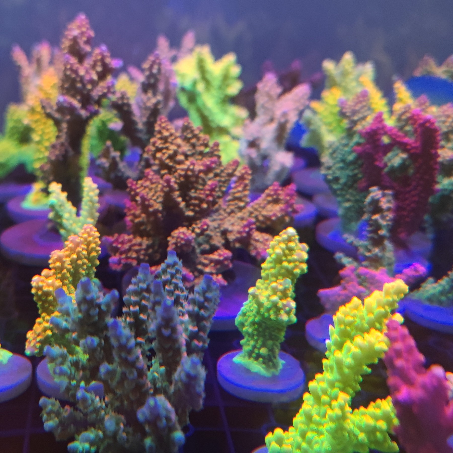 一物一图一拍运费到付免包装费水草