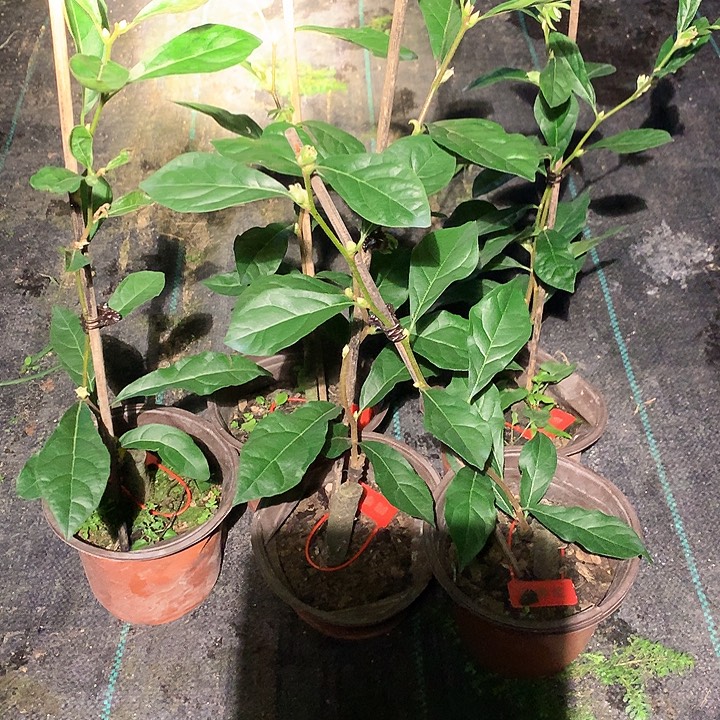 完全开放四季红嫁接苗27.8