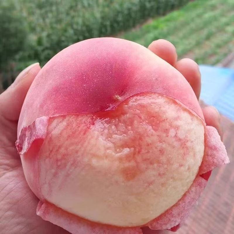 嫁接血桃树苗当年结果新品种特大早熟超甜南北方耐寒种植盆栽地栽