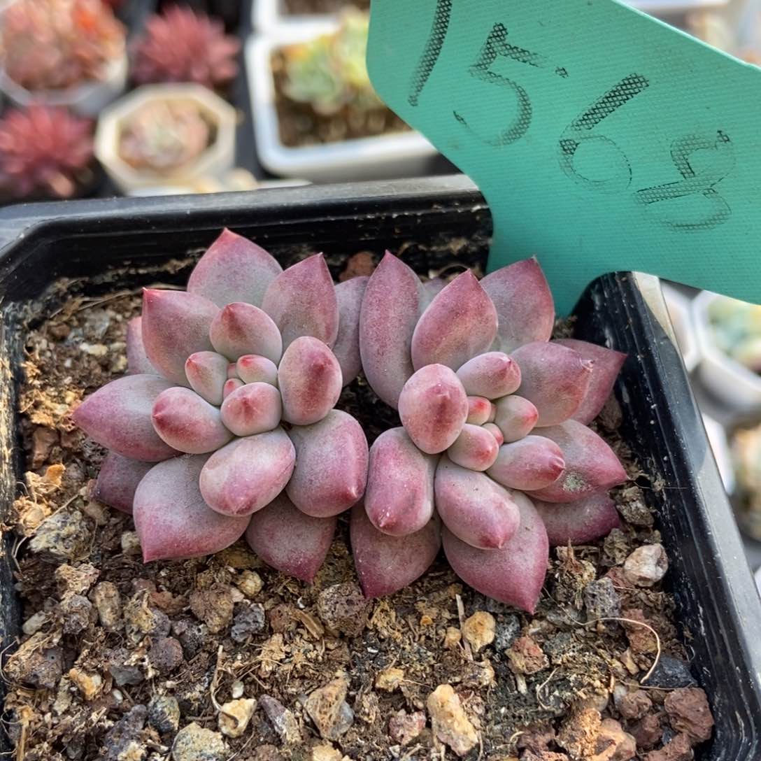 1568虞美人多肉植物保护