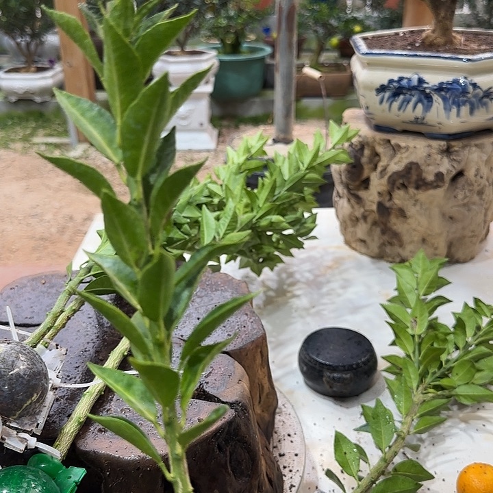 清***月直播间八房柑一物一拍