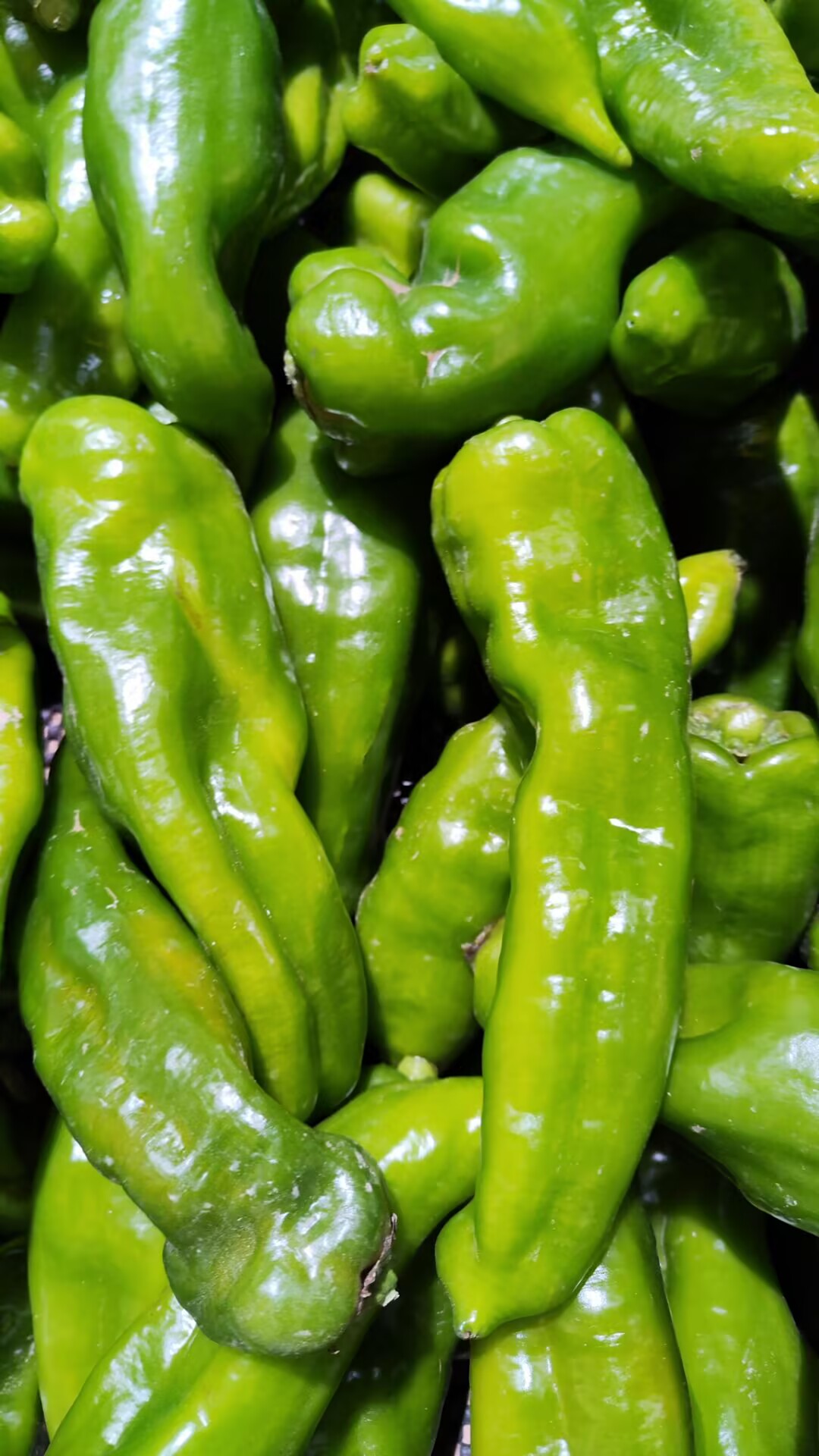 云南本地新鲜辣椒农家自种现摘炒菜美味