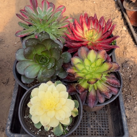 271多肉植物组合