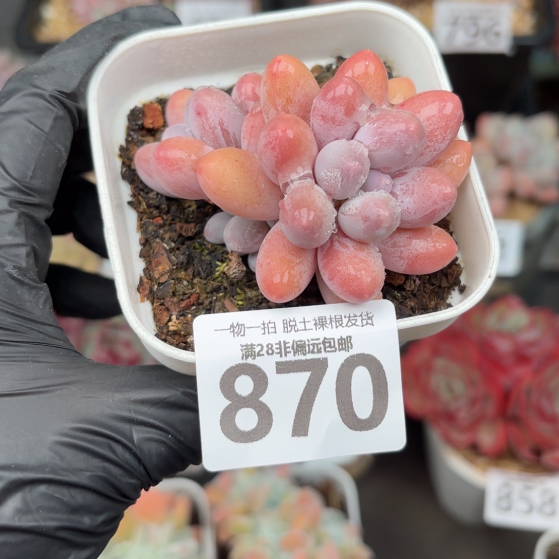 汤圆多肉无盆土发货