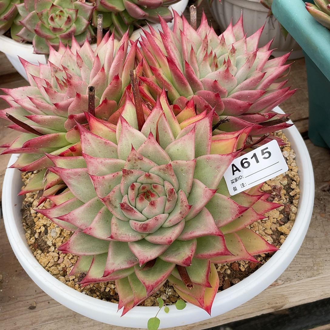 若如东云单拍A615