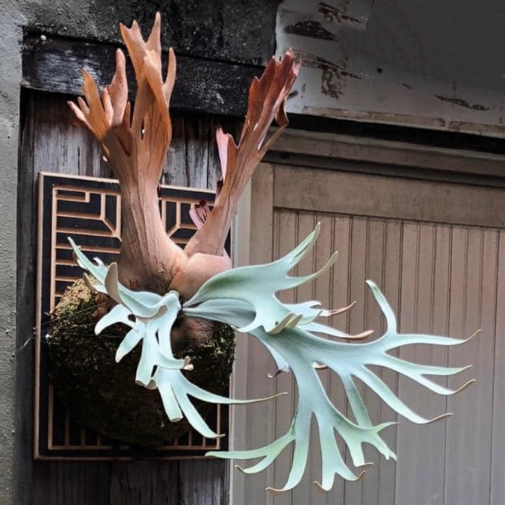 白王妃鹿角蕨孢子苗8cm盆径包邮