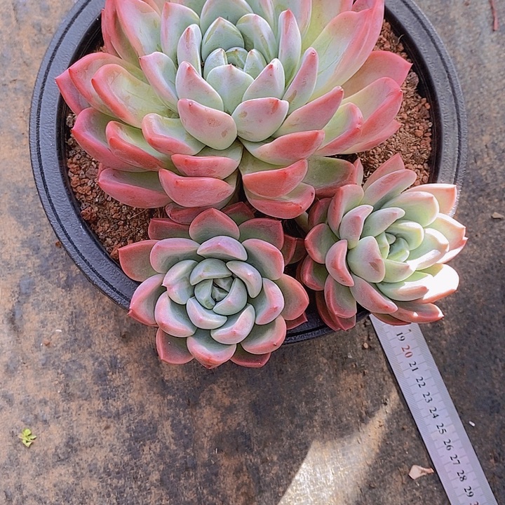 小***幺杂交多肉植物老桩