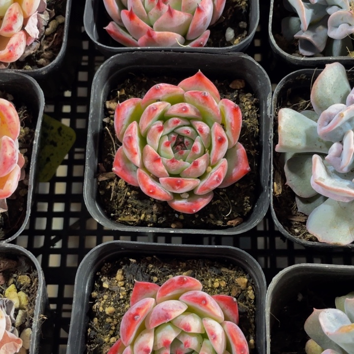 水蜜桃带盆土发过