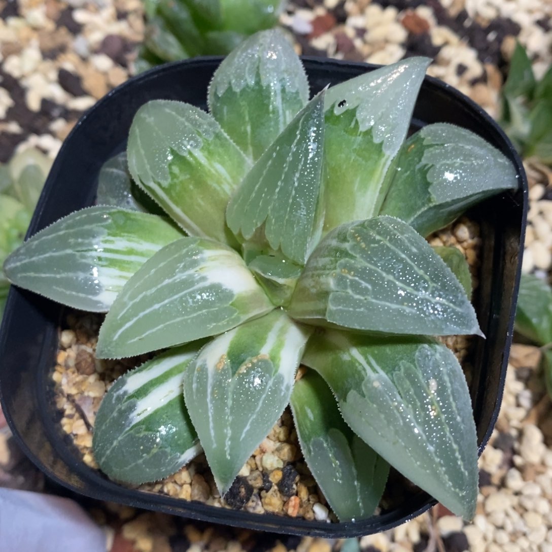 一颗实生磨面寿锦。