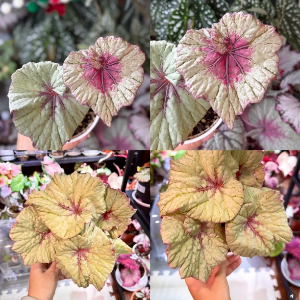 秋海棠 小高货 瓦西丽萨  