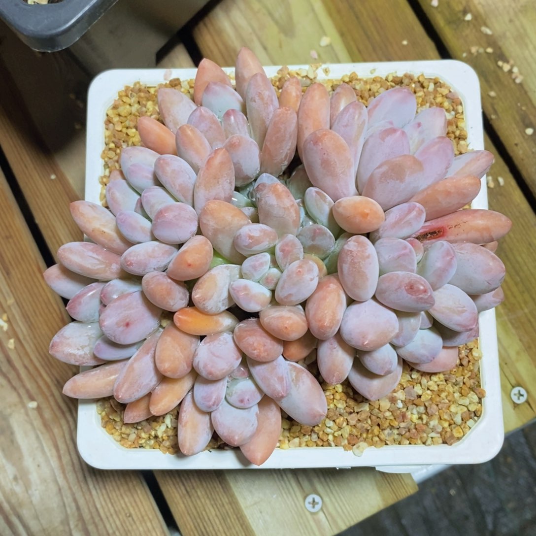 可问主播品种，下滑链接更多品种多肉选择