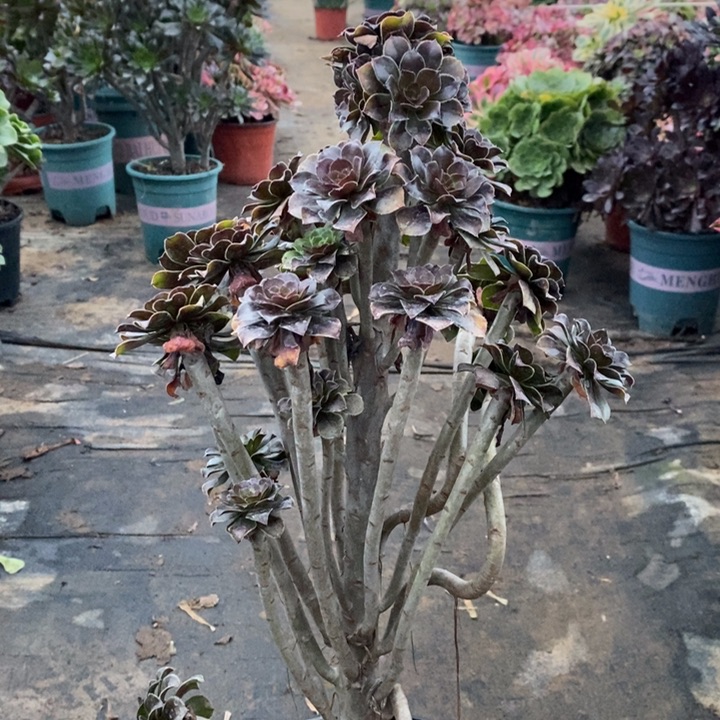 灰法多肉植物24。  