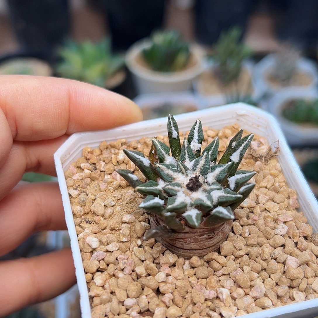 实生高绒黑牡丹        