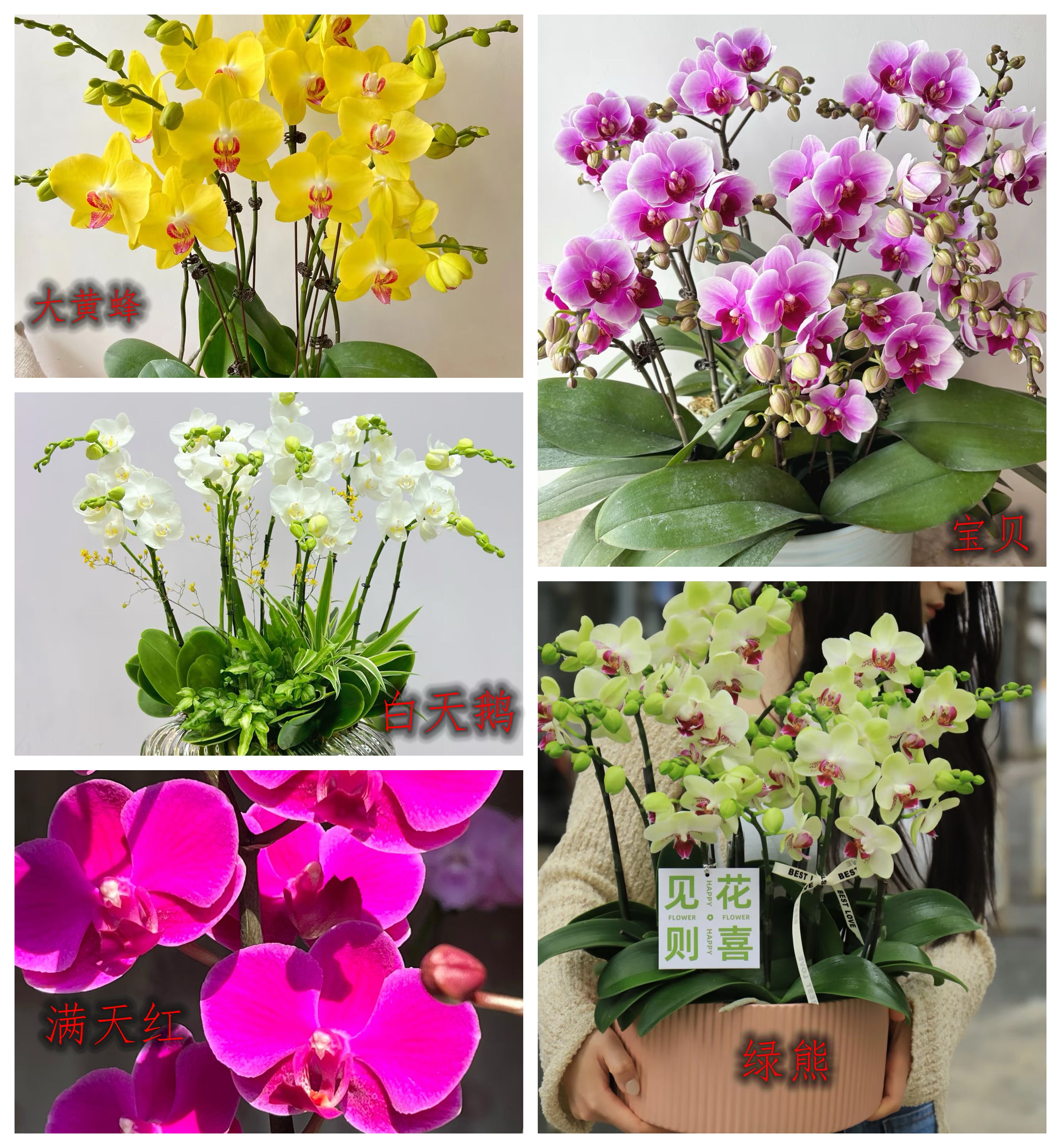 蝴蝶兰大苗新苗年宵花90天开花南北方四季种植【粉丝专享】