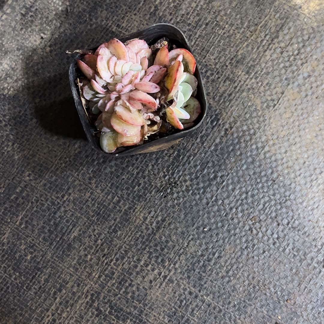 吖***妹布鲁兰缀化多肉植物