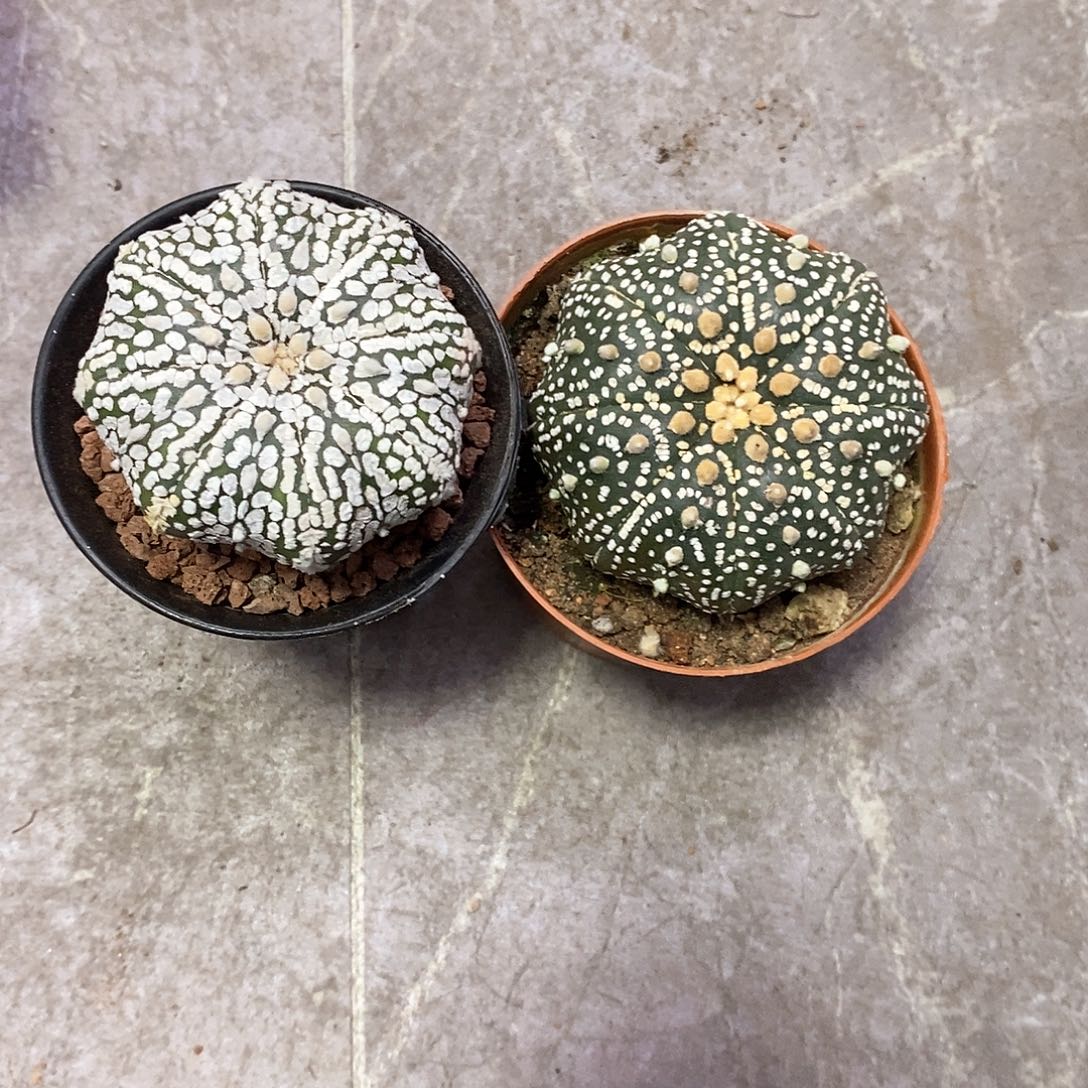 梦***想一物一拍二棵仙人球