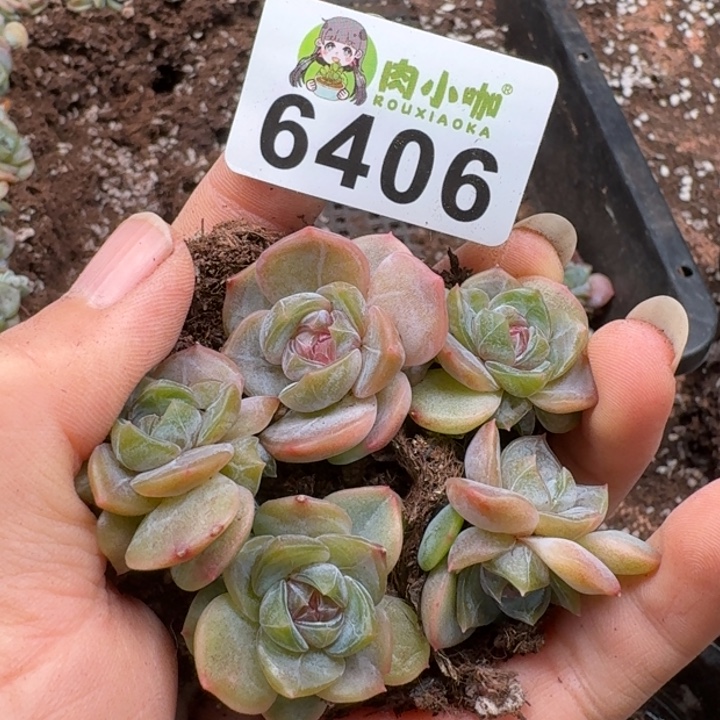多肉植物多肉植物