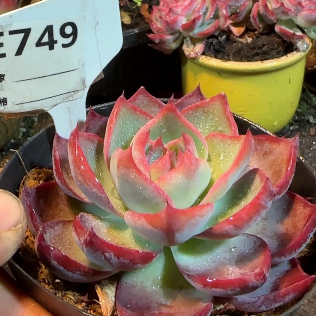 惊鸿一物一拍包装收缩花旱749