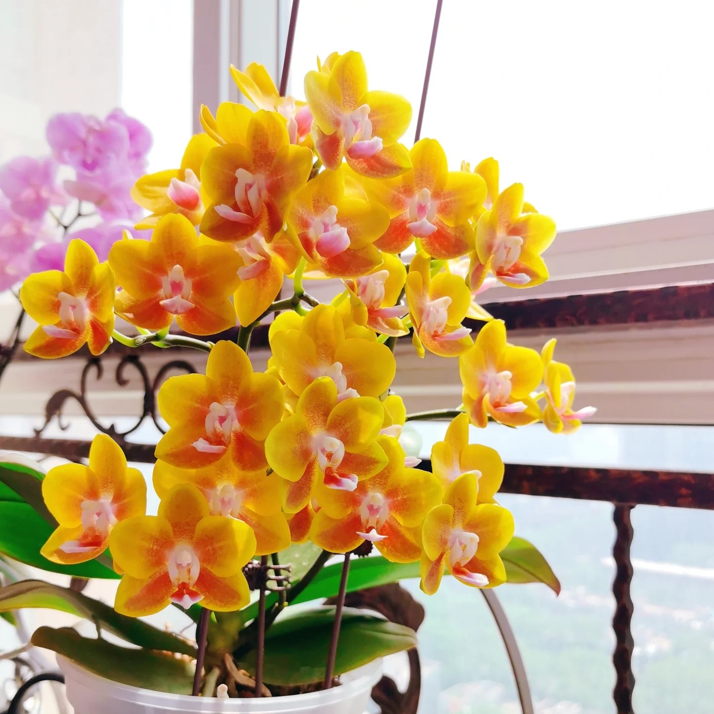 【单花剑】香水黄金蝴蝶兰花苗不带花2.8寸