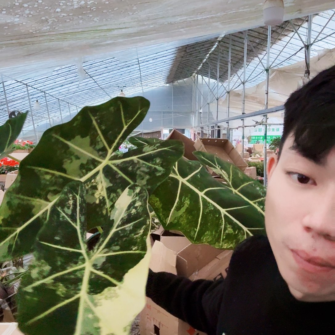 完全开放锦化绿天鹅一棵