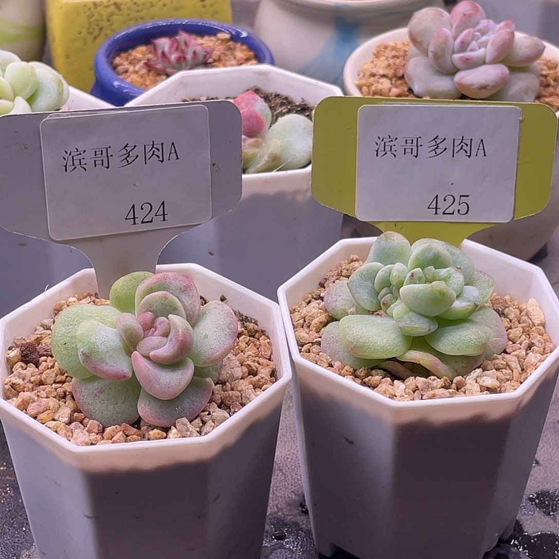 ****财滨哥多肉A424，245冰玉石化锦带盆