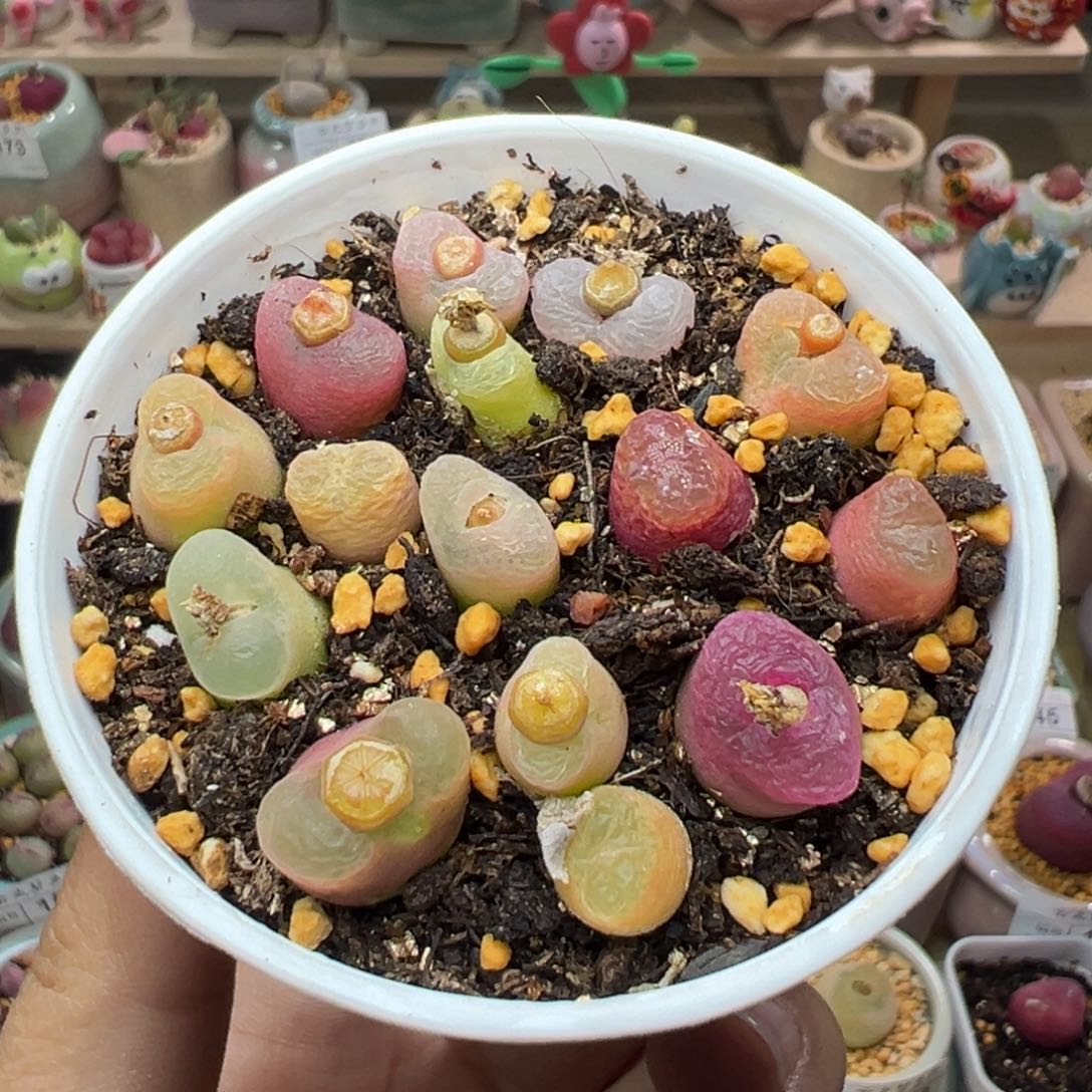 多肉植物223号毛毛