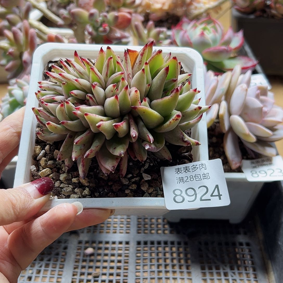9号多肉一物一拍8924