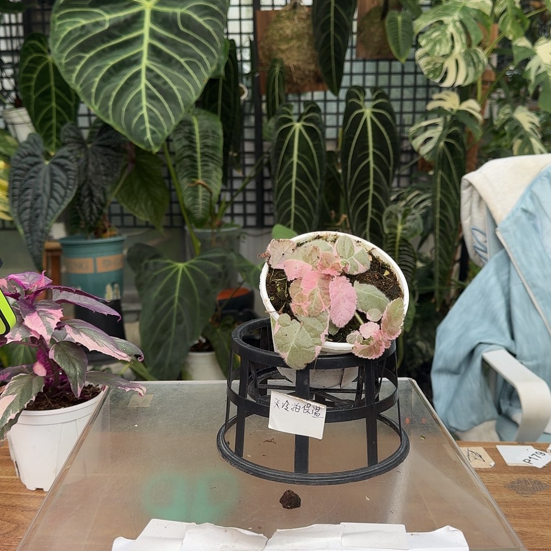 完全开放C124喜荫花