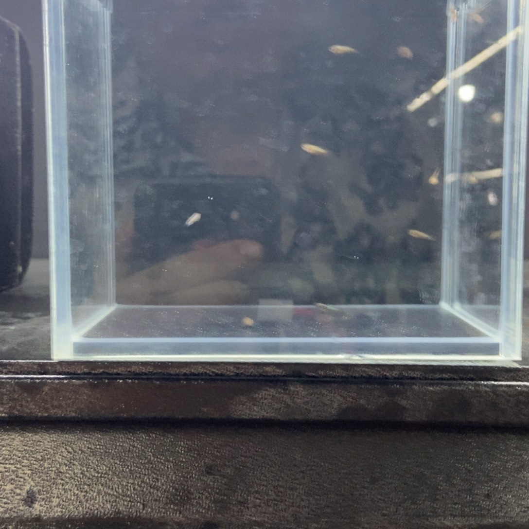 斗鱼包活不包损所见即所得052