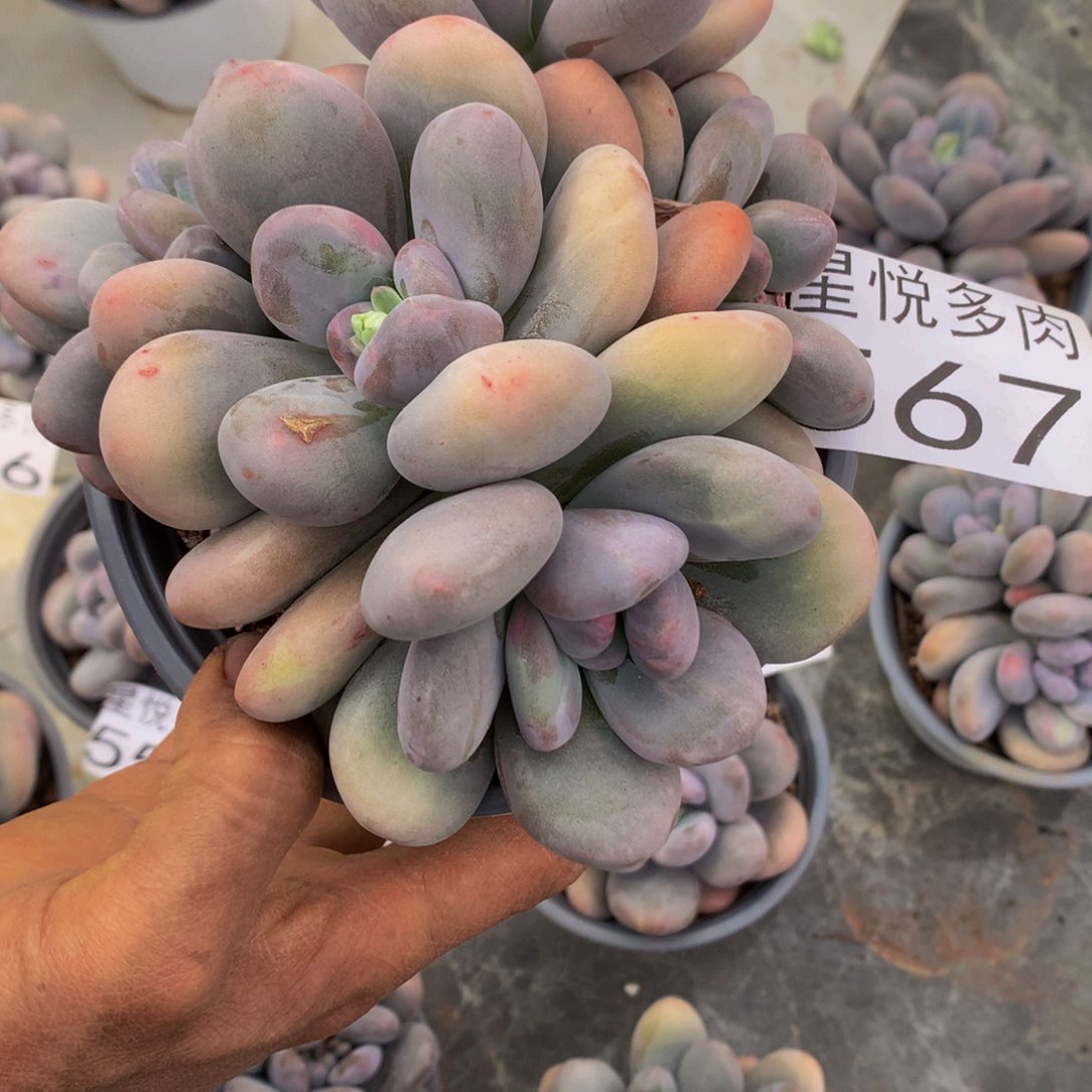 小**?星悅多肉 大香水567