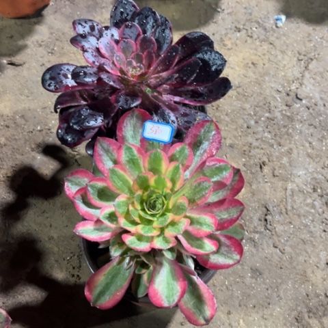 英380多肉植物组合