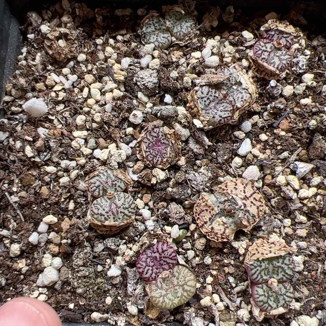 【闪购商品】135 清盒