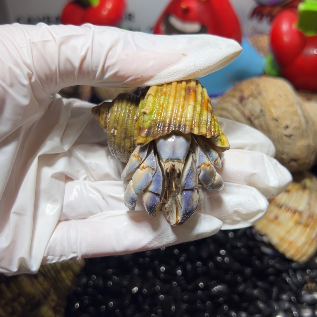 酷***啦酷啦蓝白紫陆口径2.5口