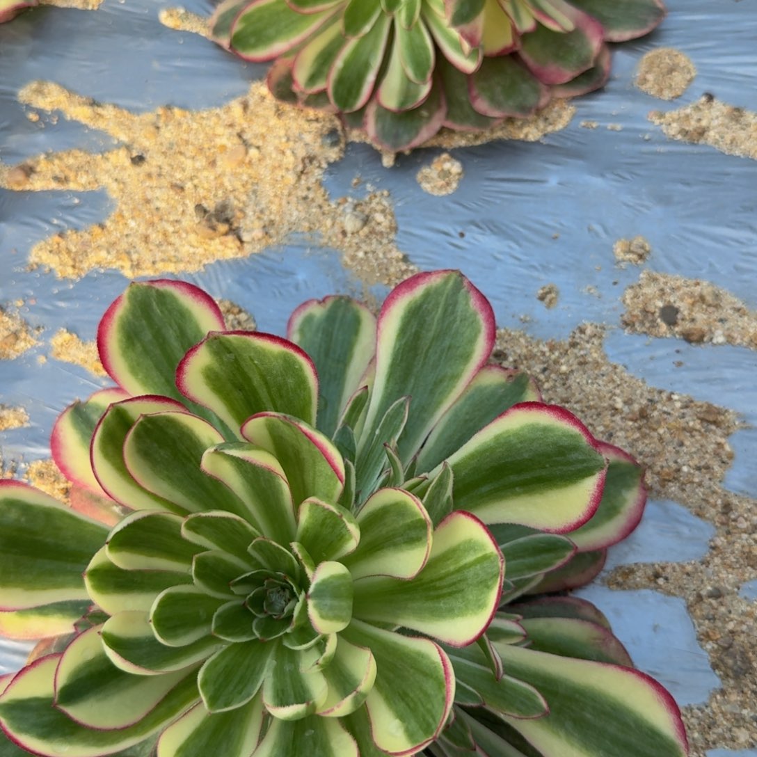 L***R634瑶光。多肉植物