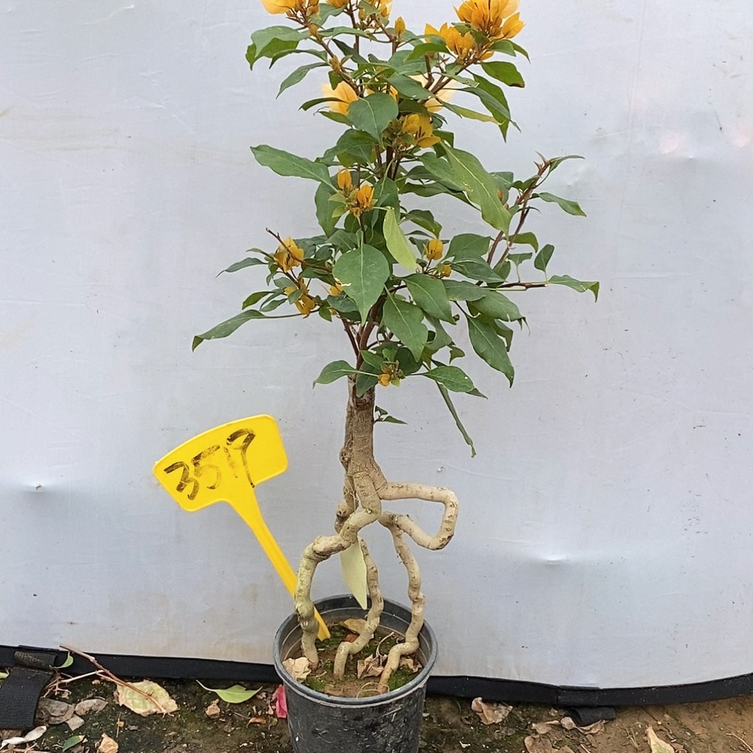 大部分开放少量花苞月朦胧3519