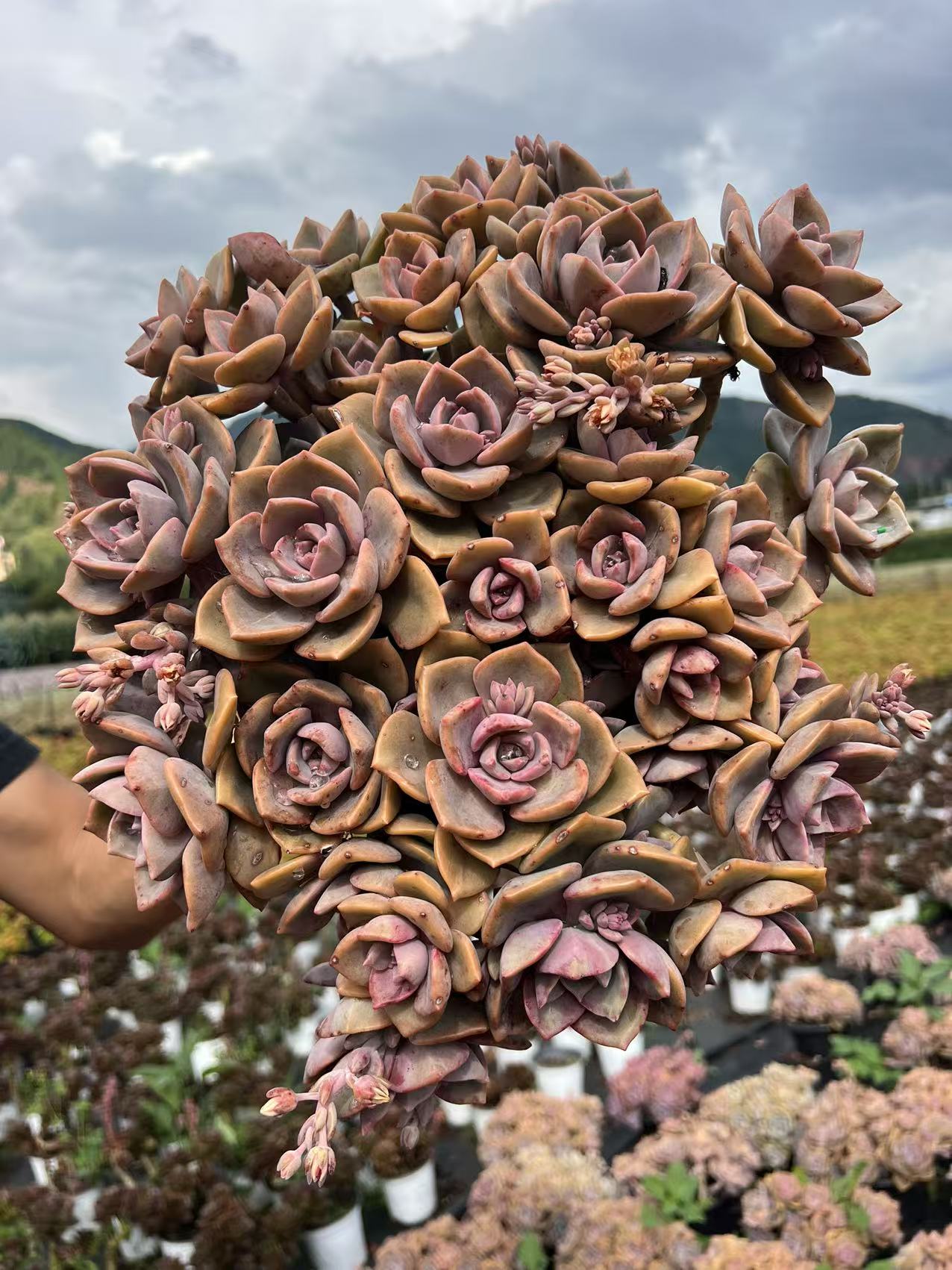 好看好养的彩虹糖多肉植物老桩云南昆明发货