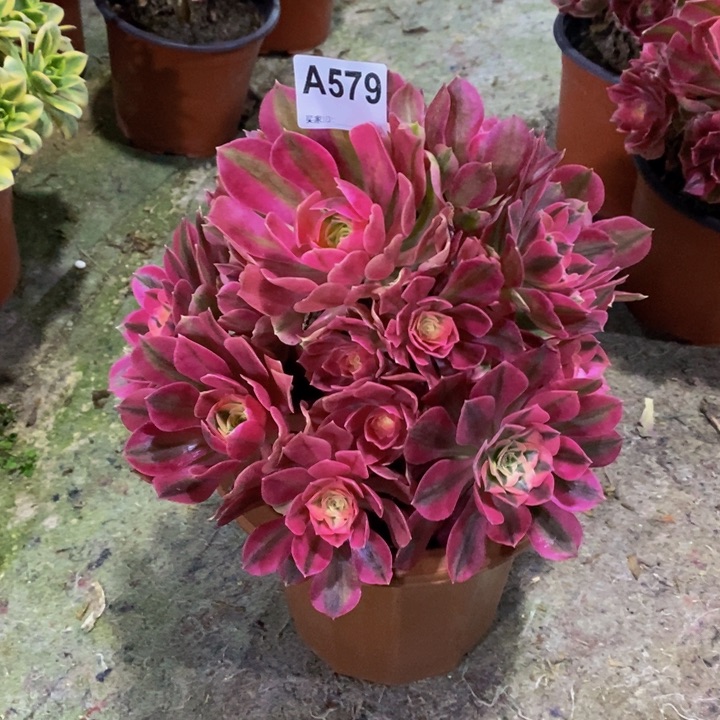 粉女巫多肉植物579