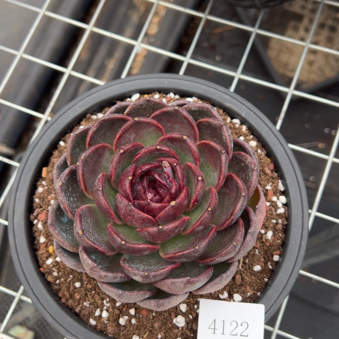 清***@4122肉肉肉肉肉肉肉