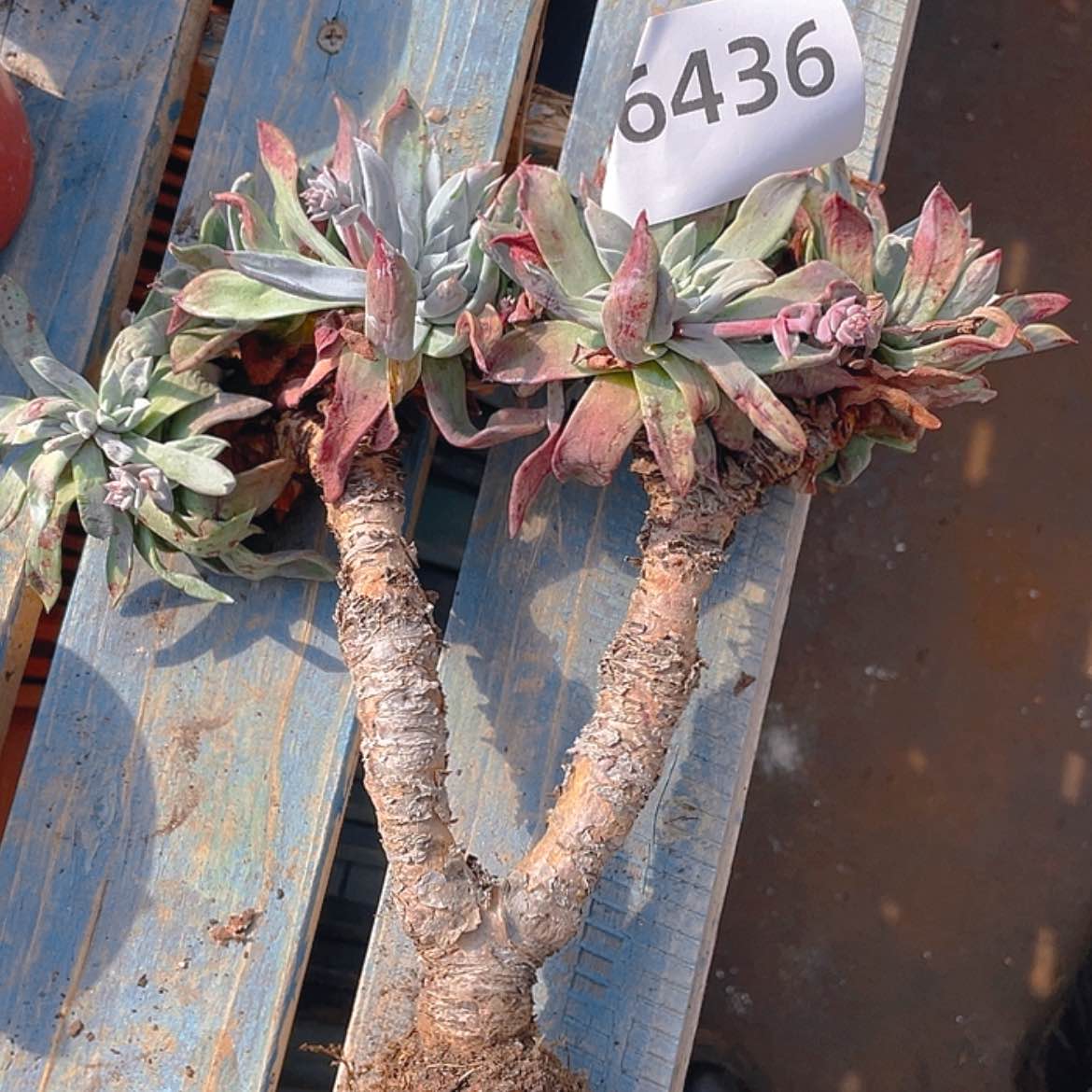 【闪购商品】流丹白豪特价处理