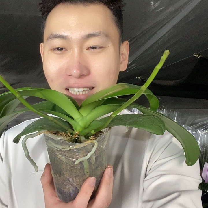 无花朵鲑鱼蝴蝶兰