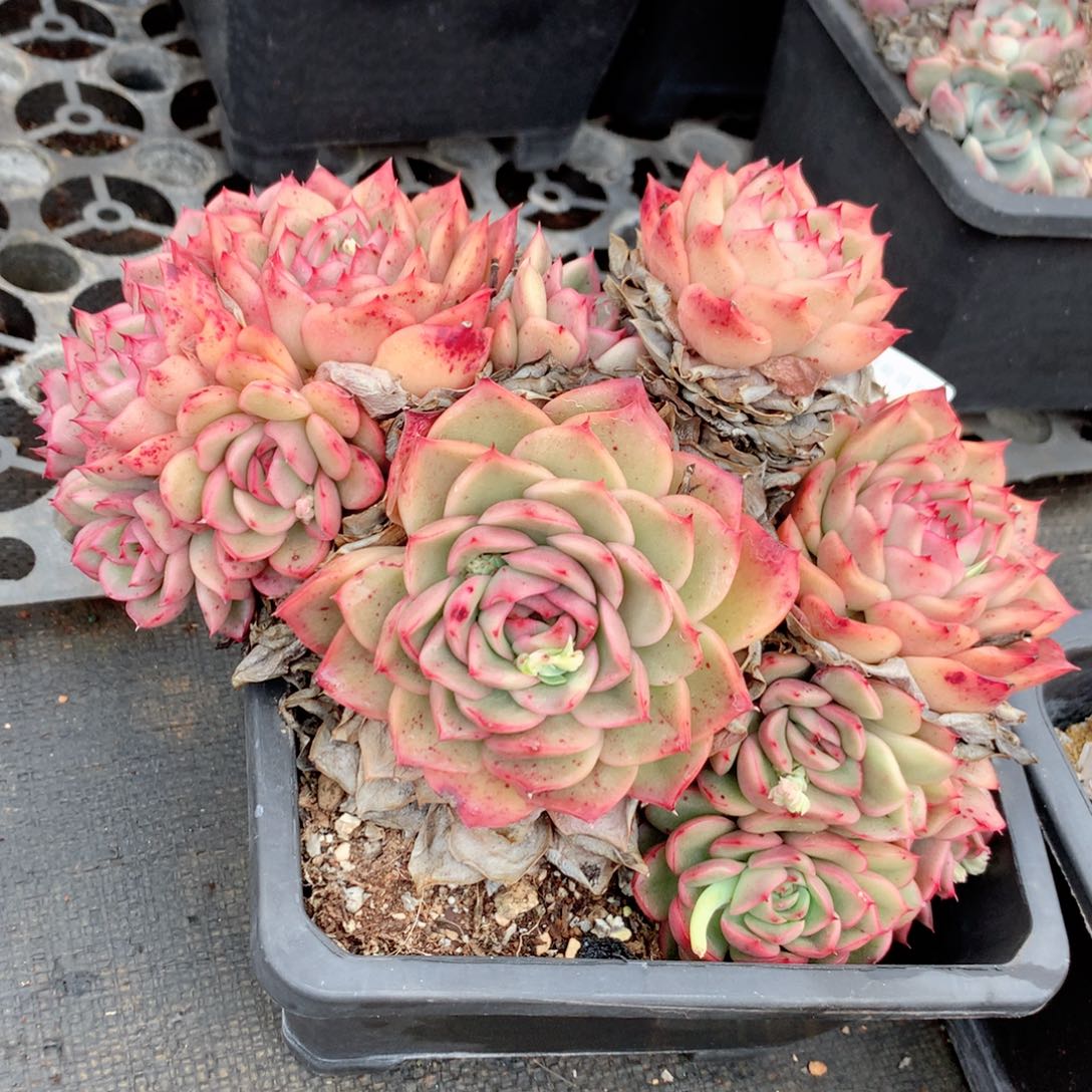 9475新年快乐发发发