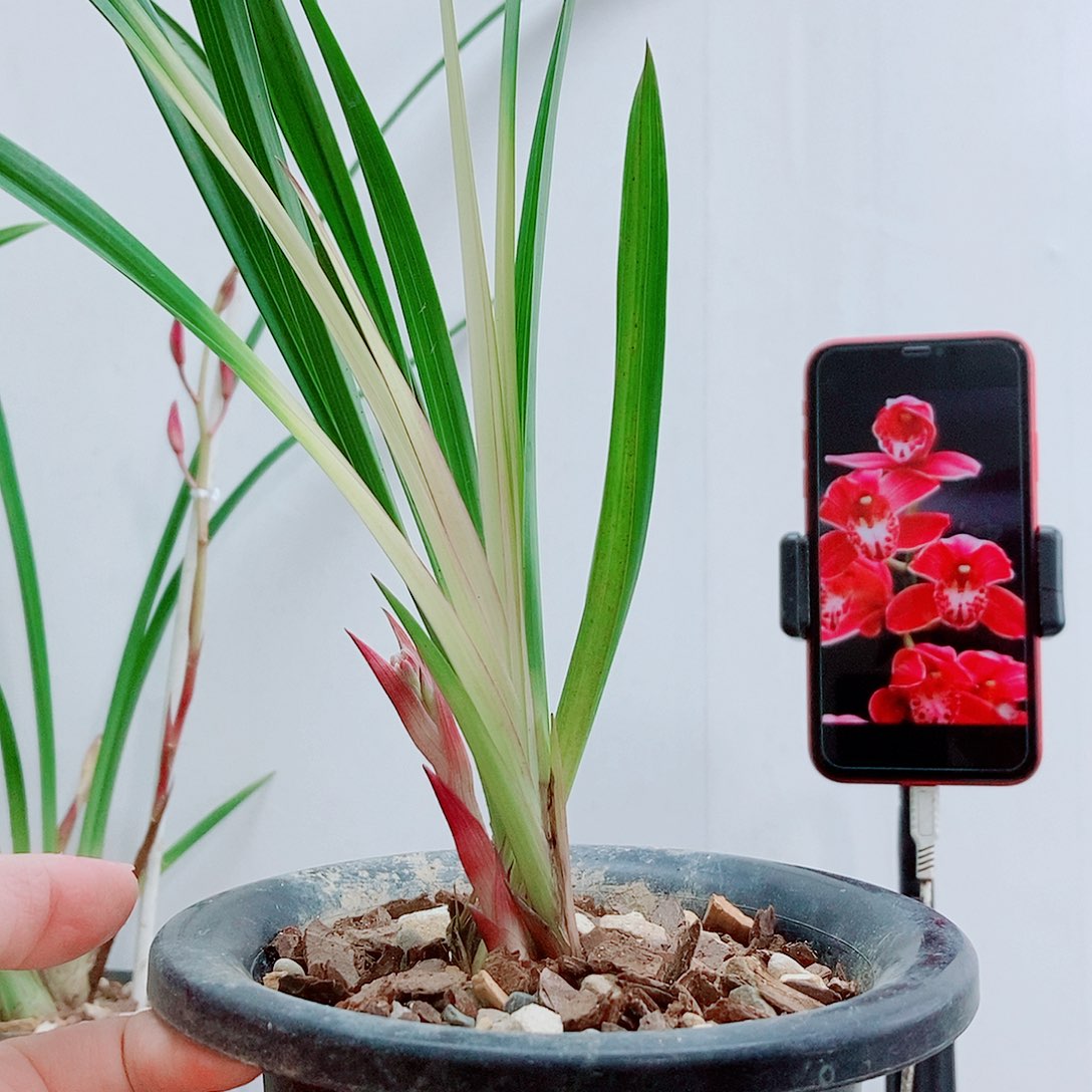 当前无花栽培后可以开花