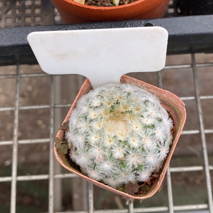 伯克利和格蕾纳等著名音乐家