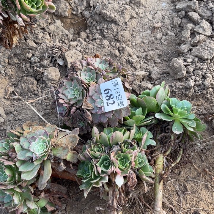 682莲花2颗➕辛尼亚4号
